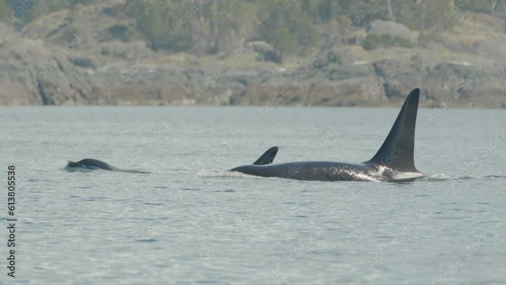 Pair of iconic male orca breaches to blow, long dorsal fins, Vancouver Island Pair of iconic male orca breaches to blow, long dorsal fins, Vancouver Island