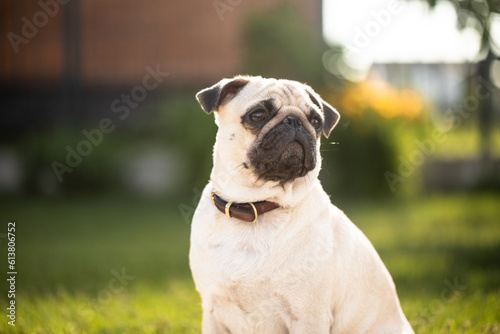 Pug. Well-groomed dog. The dog is walking.