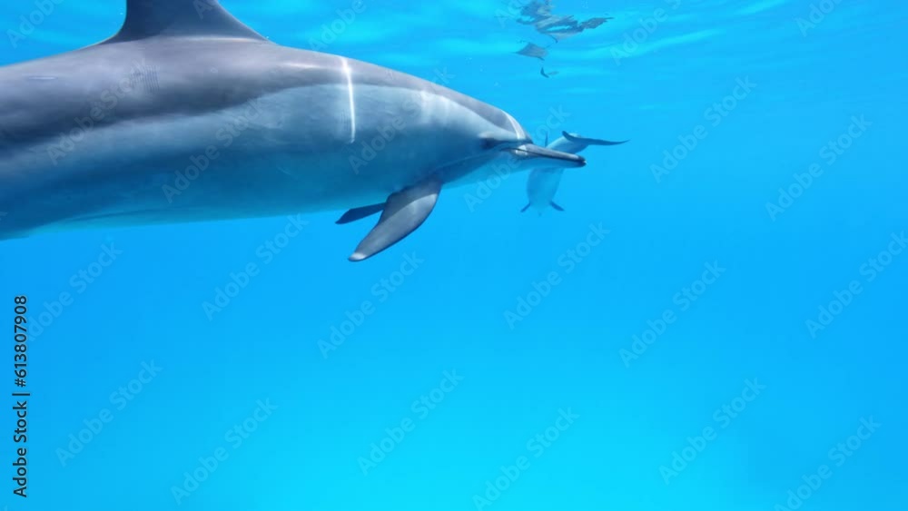 Playing Dolphins, Love Scene. Red Sea, Egypt. Slow Motion. Red Sea, Egypt. Underwater World Life. Tropical Underwater Seascape. Playing Dolphins, Love Scene. Red Sea, Egypt. Slow Motion. Red Sea, Egypt. Underwater World Life. Tropical Underwater Seascape.