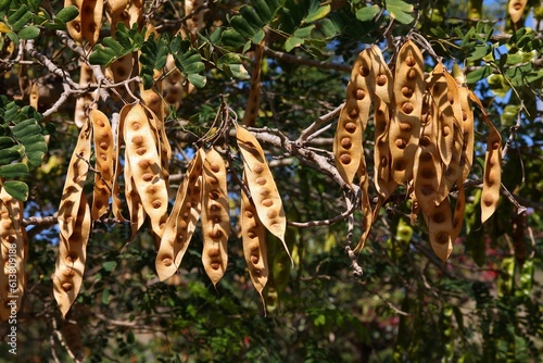 Indian siris tree also known as Broome raintree (Albizia lebbeck). Tropical tree species in the family Fabaceae in Cuba. Seedpods and leaves. photo