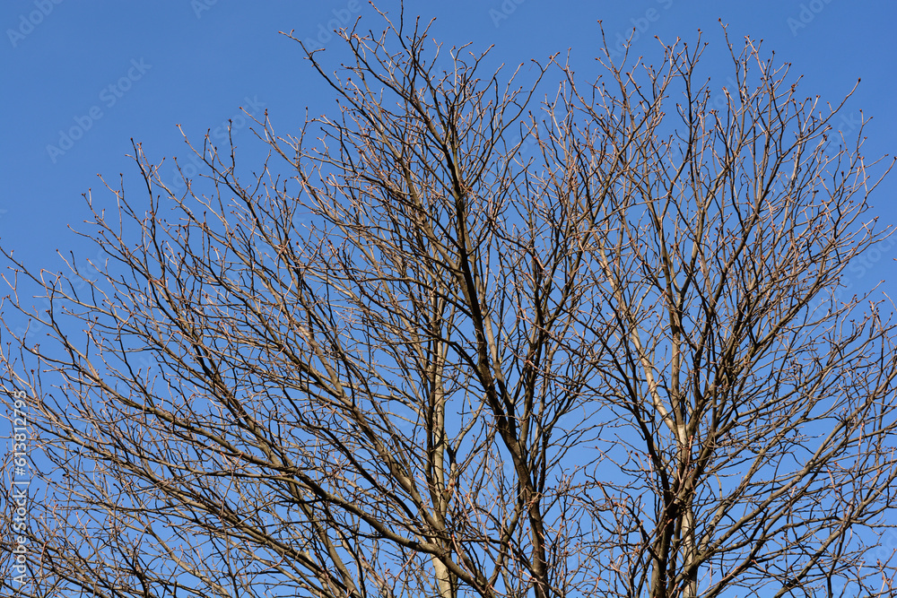 Red horse chestnut branches in winter
