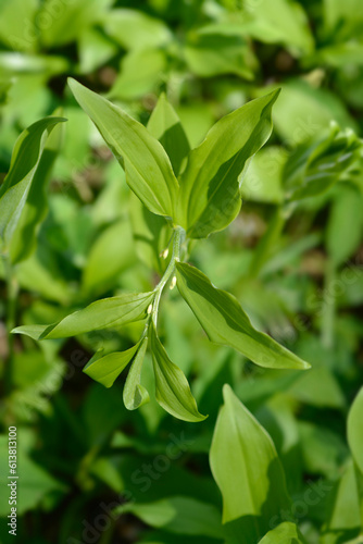 Solomons seal leaves