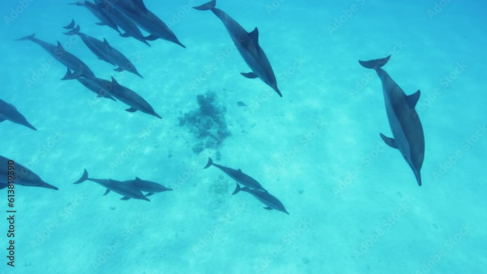School of Dolphins. Slow Motion. Red Sea, Egypt. Slow Motion. Red Sea, Egypt. Underwater World Life. Tropical Underwater Seascape. School of Dolphins. Slow Motion. Red Sea, Egypt. Slow Motion. Red Sea, Egypt. Underwater World Life. Tropical Underwater Seascape.