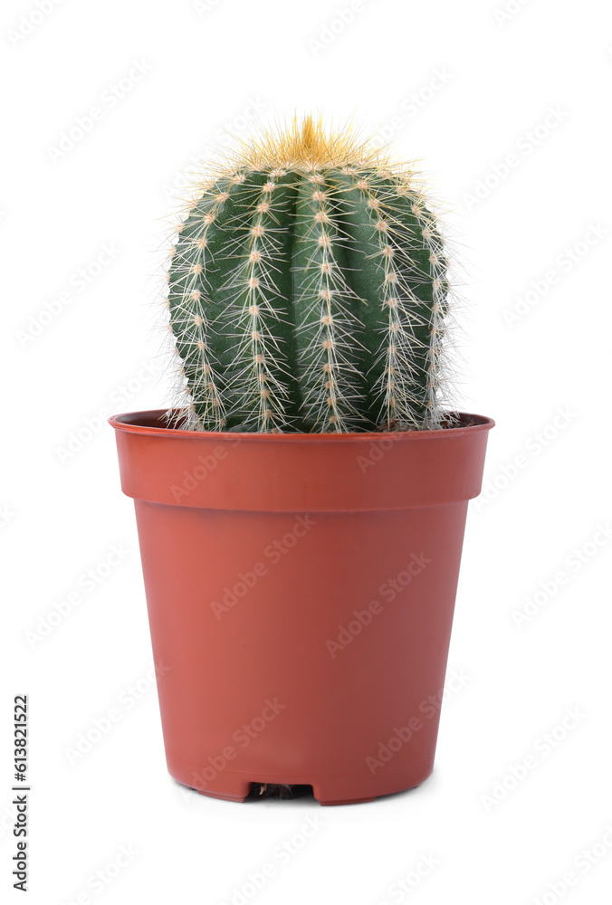 Beautiful green cactus in pot isolated on white. Tropical plant Beautiful green cactus in pot isolated on white. Tropical plant
