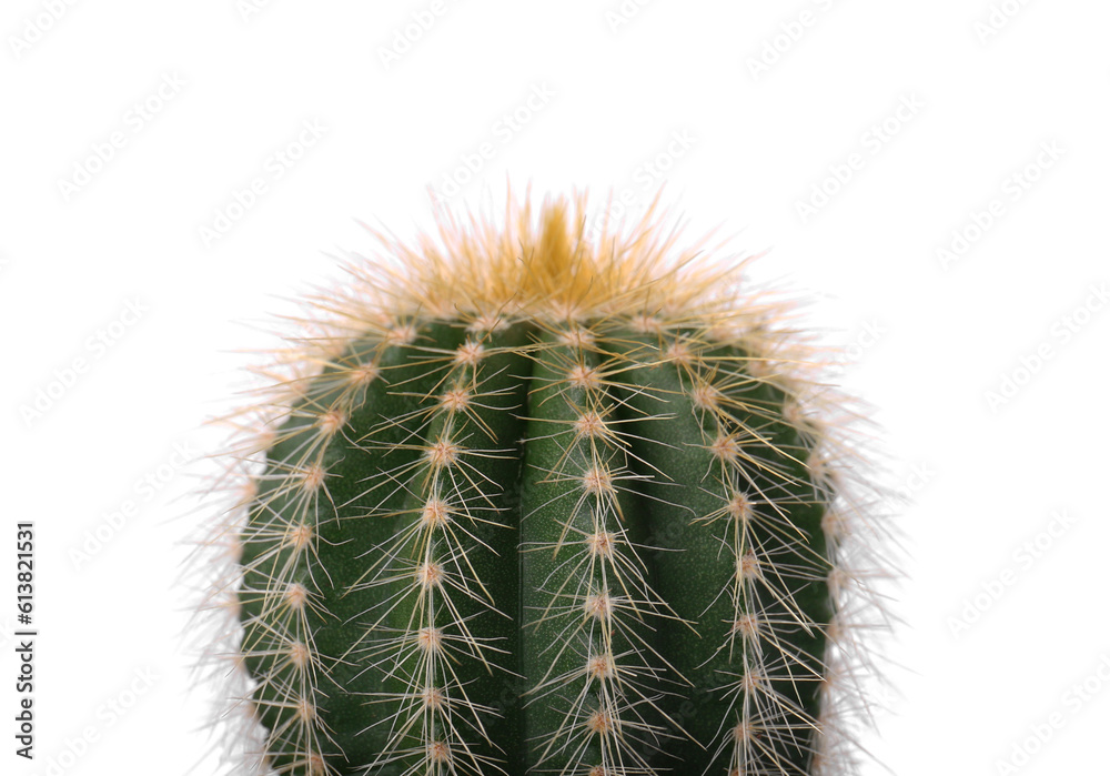 Beautiful green cactus isolated on white, closeup. Tropical plant Beautiful green cactus isolated on white, closeup. Tropical plant
