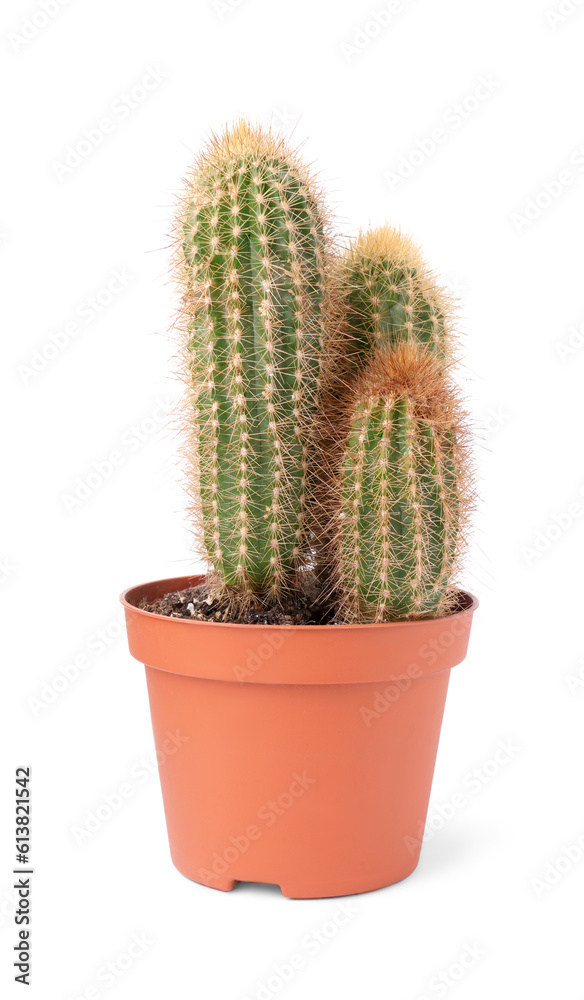 Beautiful green cactus in pot isolated on white. Tropical plant Beautiful green cactus in pot isolated on white. Tropical plant