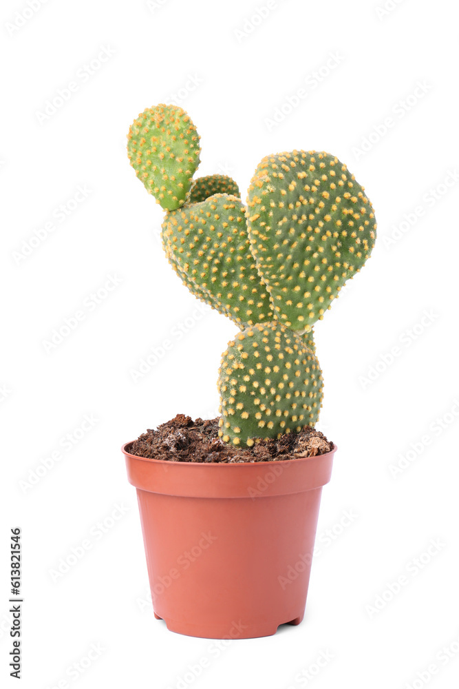 Beautiful green Opuntia cactus in pot on white background Beautiful green Opuntia cactus in pot on white background