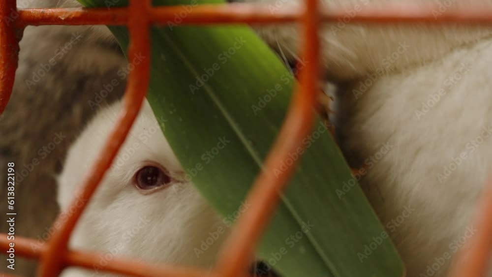 White and gray rabbits compete for food, stealing from each other and munching on leaves, in slow motion. White and gray rabbits compete for food, stealing from each other and munching on leaves, in slow motion.