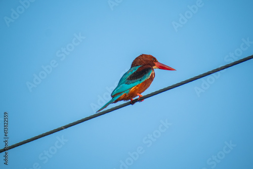 The common kingfisher (Alcedo Atthis) wetlands birds photo