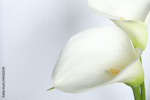 Beautiful calla lily flowers on white background  closeup