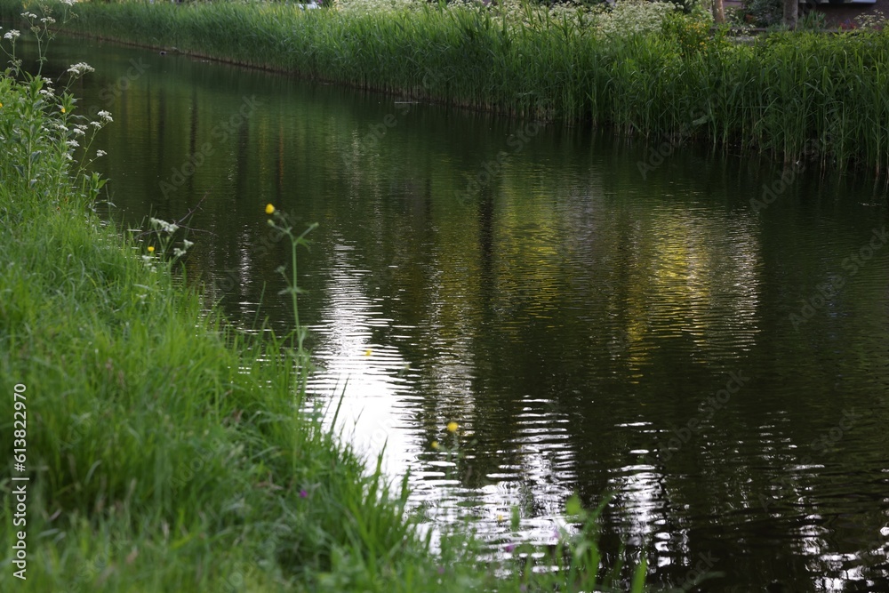 Beautiful view of channel with green reeds outdoors Beautiful view of channel with green reeds outdoors