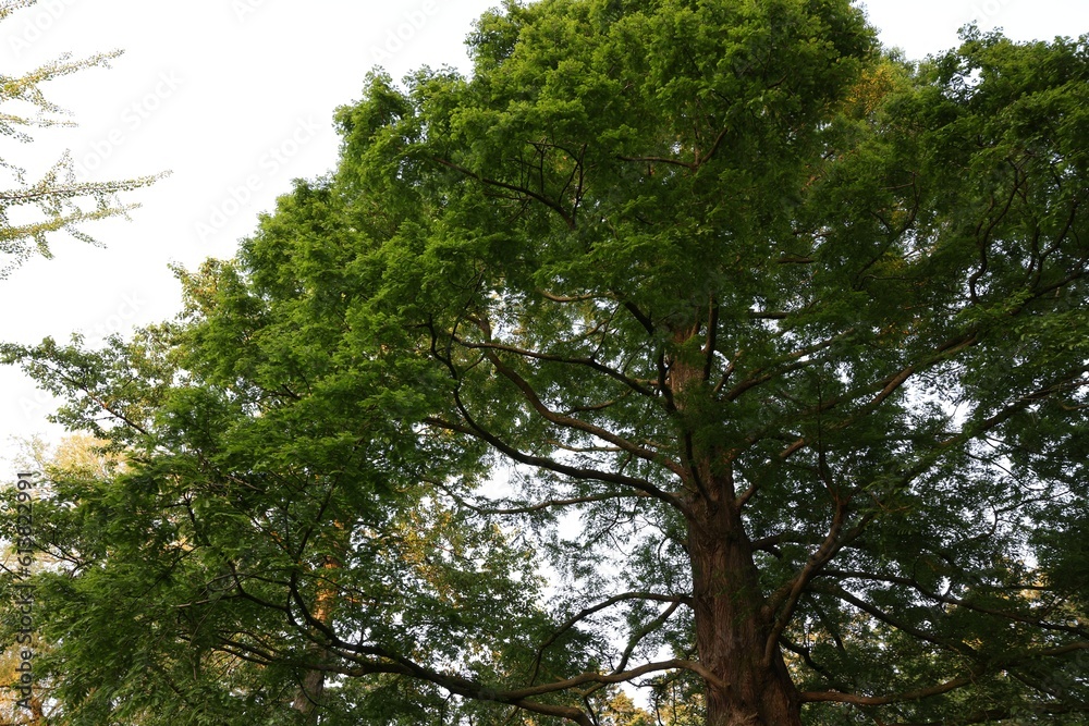 Obraz premium Beautiful tree with green leaves growing outdoors, low angle view