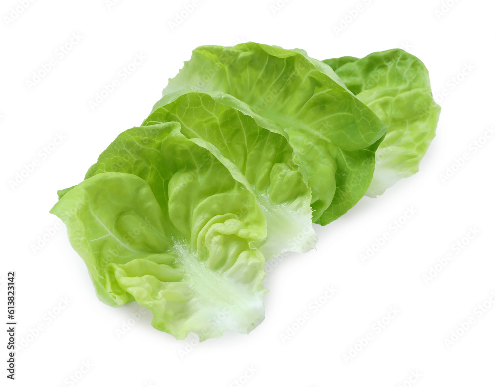Fresh green butter lettuce leaves isolated on white Fresh green butter lettuce leaves isolated on white