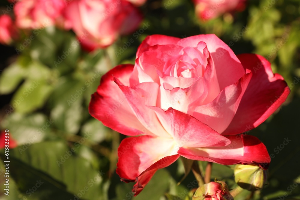Beautiful rose blooming on sunny day outdoors, closeup. Space for text Beautiful rose blooming on sunny day outdoors, closeup. Space for text