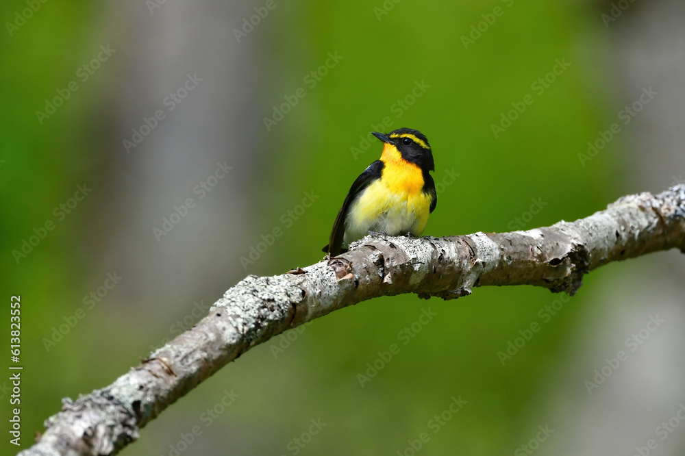 Naklejka premium 蓼科や軽井沢の初夏の森を彩る黄色とオレンジと黒の鮮やかな美しい小鳥キビタキ