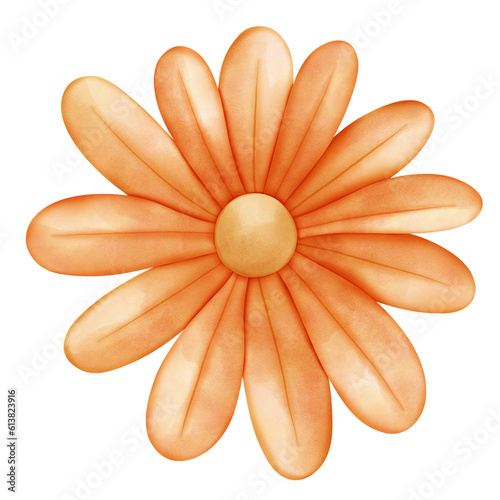 Single orange honey daisy flower illustration