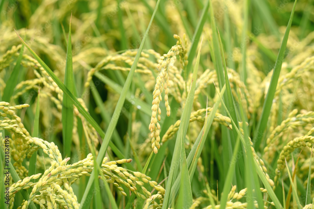 Golden paddy field swaying over sunset day time. Raw rice crop stalk with ears, organic agriculture concept. Golden paddy field swaying over sunset day time. Raw rice crop stalk with ears, organic agriculture concept.