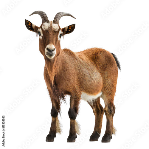goat looking isolated on white photo