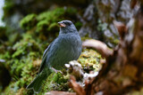 志賀高原や上高地などの初夏の高原で見られる美しい声でさえずる小鳥、クロジ