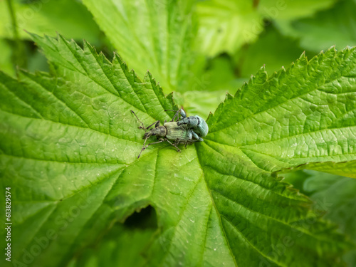 Close-up of a couple of weevil (phyllobius) in blue and green colour mating on a green leaf