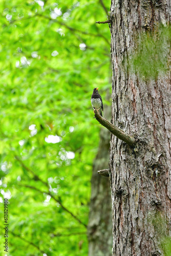 軽井沢や蓼科の初夏の高原に渡ってくる小鳥、美しいさえずりを持つクロツグミ