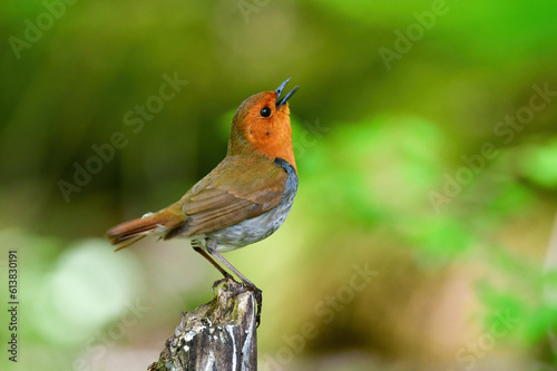 八ヶ岳や日光に訪れるオレンジ色の美しい小鳥、日本の三大鳴鳥コマドリ