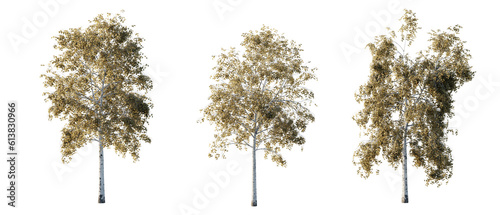 isolated cutout tree Betula-pendula autumn season in 3 different model option  daylight  best use for landscape design  and post pro render