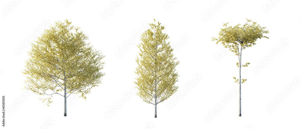 isolated cutout tree Populus tremuloides autumn season, in 3 different ...