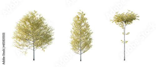 isolated cutout tree Populus tremuloides autumn season, in 3 different model option, daylight, best use for landscape design, and post pro render