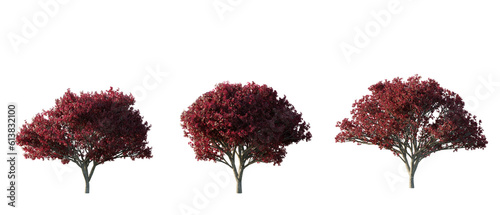 isolated cutout tree Prunus semulata  autumn season in 3 different variation, daylight, best use for landscape design, and post pro render photo