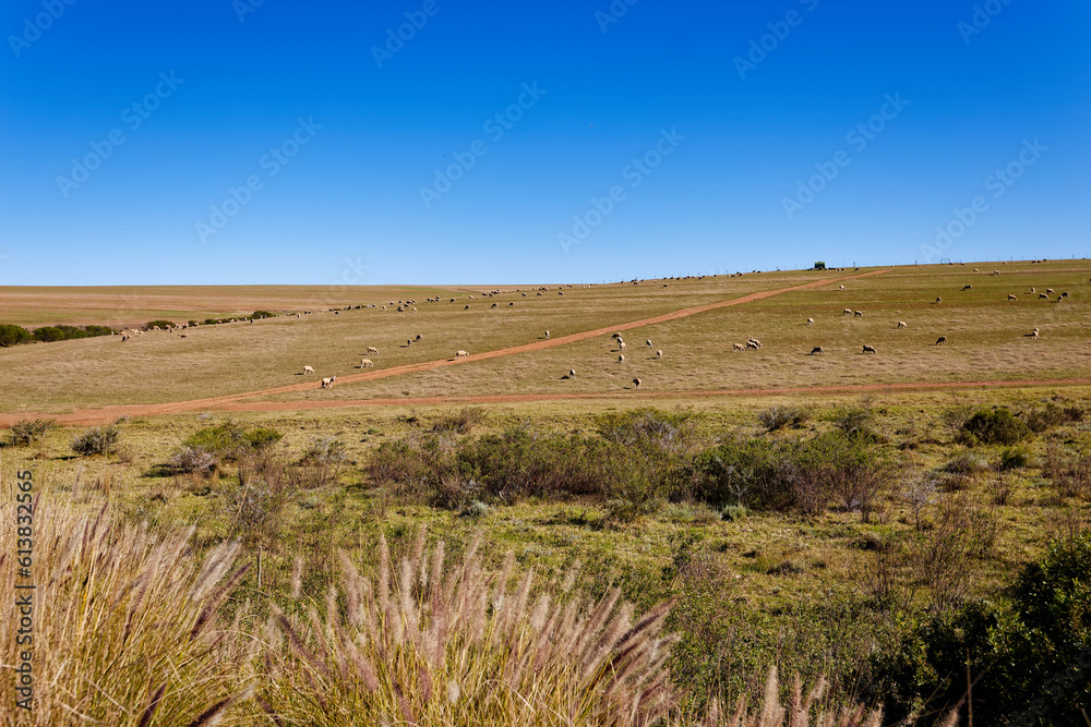 Farmlands along the Garden Route in the Western Cape, South Africa, showing sheep grazing in the fields.