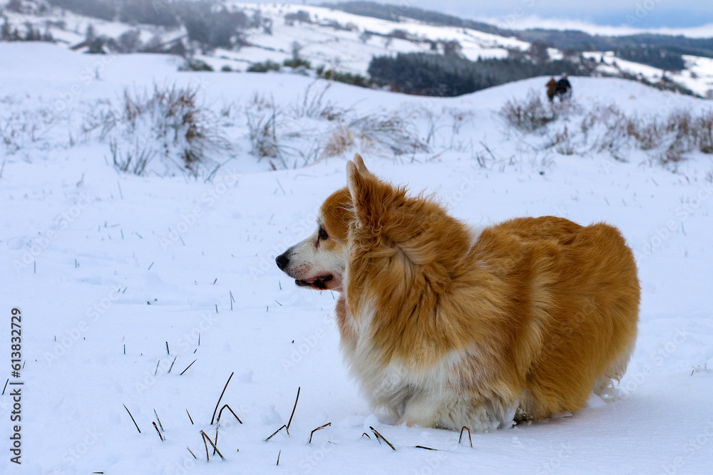 Corgi having fun in snow caped mountains Corgi having fun in snow caped mountains