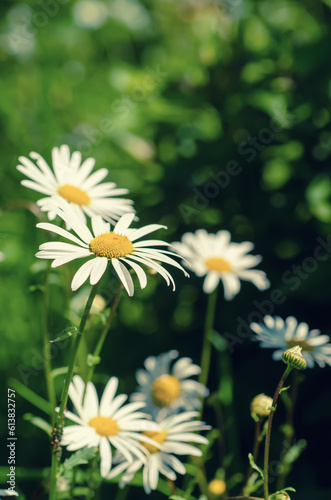 Wild camomile flowers