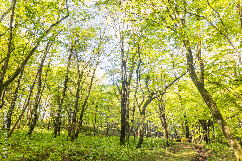 新緑の森 Landscape of the fresh green forest 新緑の森 Landscape of the fresh green forest