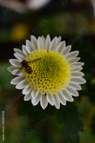 bee on the flower