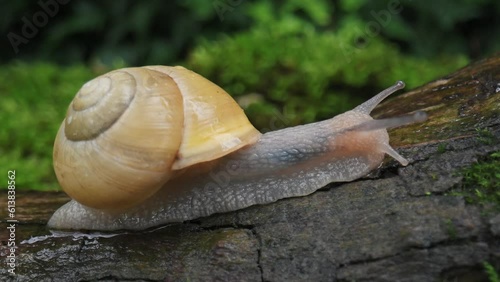 Grape snail slowly creeping on wet wooden twig with moss in the dark forest. Nature life. UHD 4k video