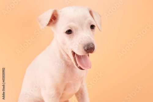 Portrait of cute Italian Greyhound puppy yawning isolated on orange studio background. Small sleepy beagle dog white beige color.