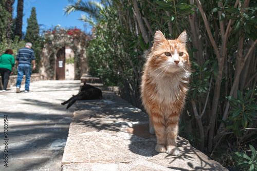 Ginger cat at the entrance of Agios Geogios Mavrovouniou Monastery. Troulloi village, Larnaca District, Cyprus photo