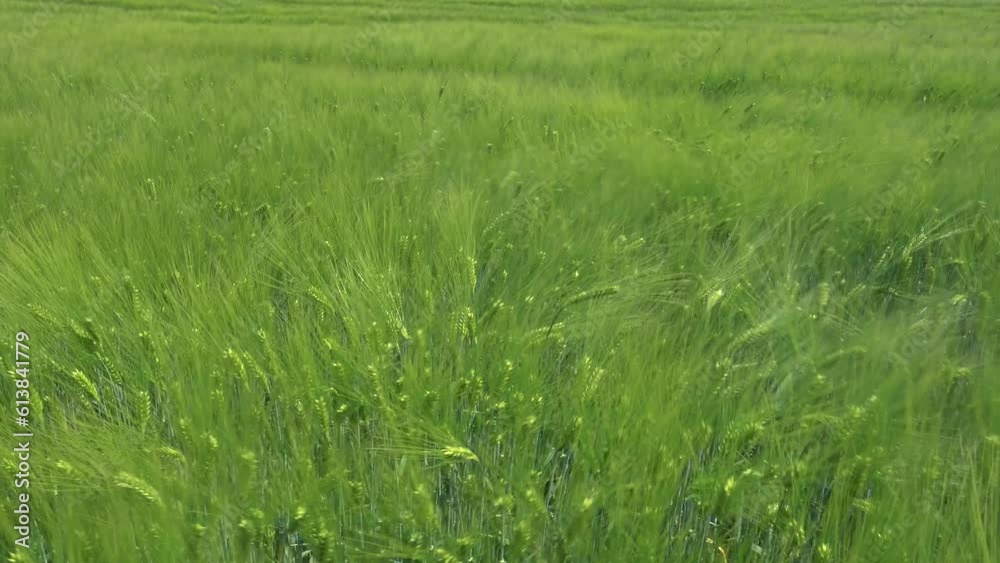 Ears of green wheat slowly swaying from the gentle wind. View of ripening wheat field at summer day. Agriculture industry concept Ears of green wheat slowly swaying from the gentle wind. View of ripening wheat field at summer day. Agriculture industry concept