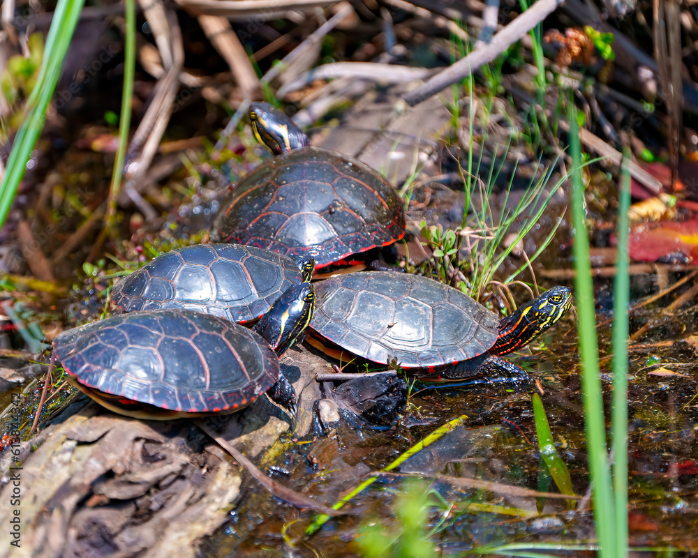 Painted Turtle Photo and Image. Group of painted turtle standing on a moss log with marsh vegetation in their environment Turtles Picture.. Painted Turtle Photo and Image. Group of painted turtle standing on a moss log with marsh vegetation in their environment Turtles Picture..