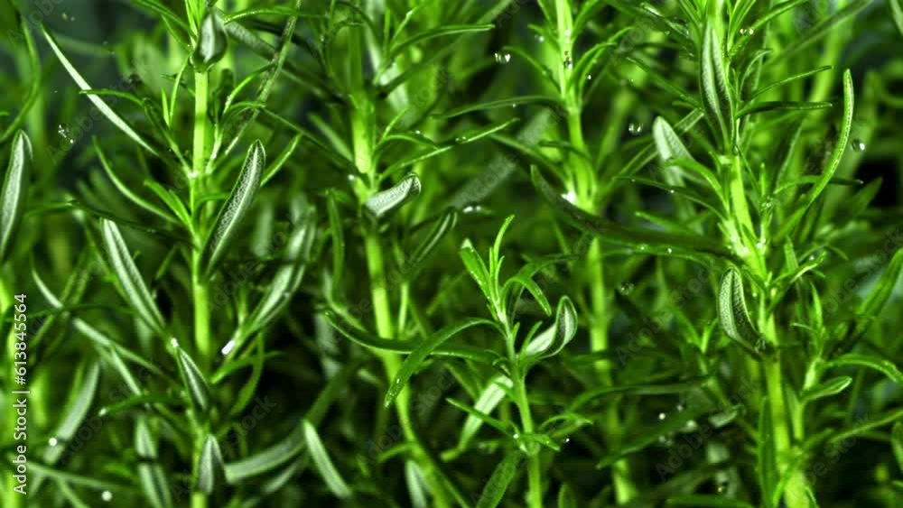 Rosemary with drops water. Filmed is slow motion 1000 fps. High quality FullHD footage Rosemary with drops water. Filmed is slow motion 1000 fps. High quality FullHD footage
