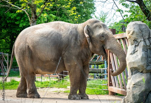 African Elephant at Karlsruhe Zoo