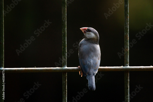 a young java sparrow chick lonchura oryzivora perching on a metal fence with black background  photo