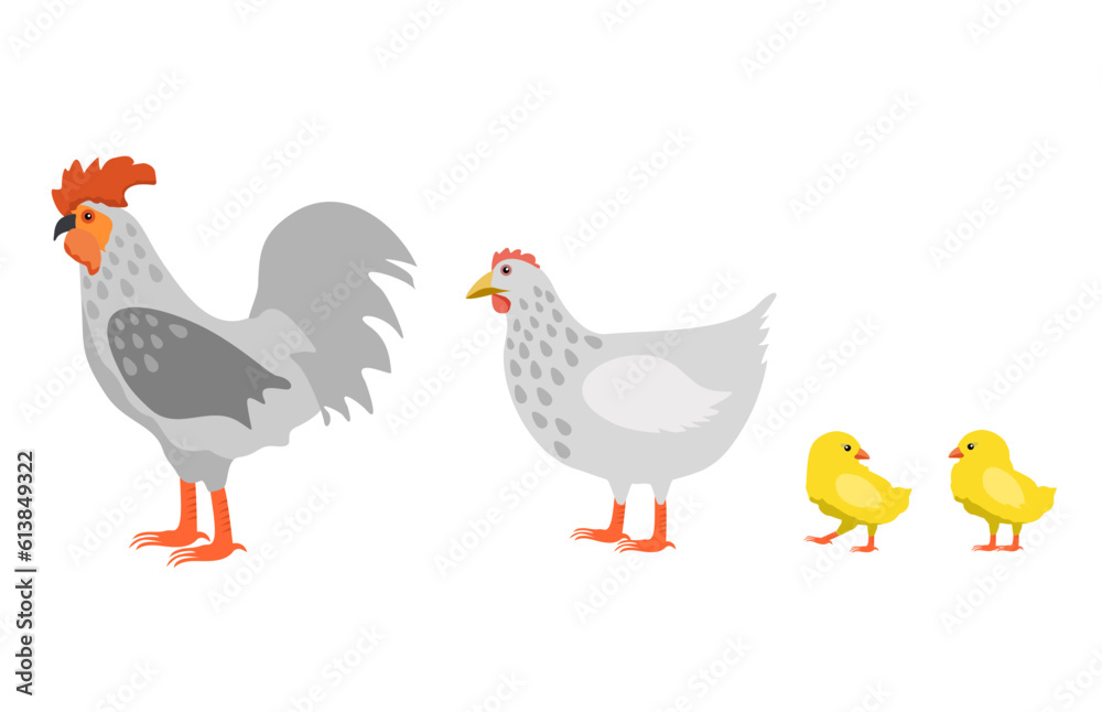 Chicken family isolated on white background vector illustration. Rooster cock with hen and chicks. Farm bird icons in flat or cartoon style vector illustration.
