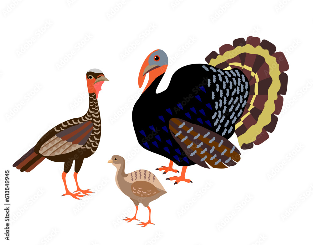 Family of turkeys stands on a white background. Male and female turkey