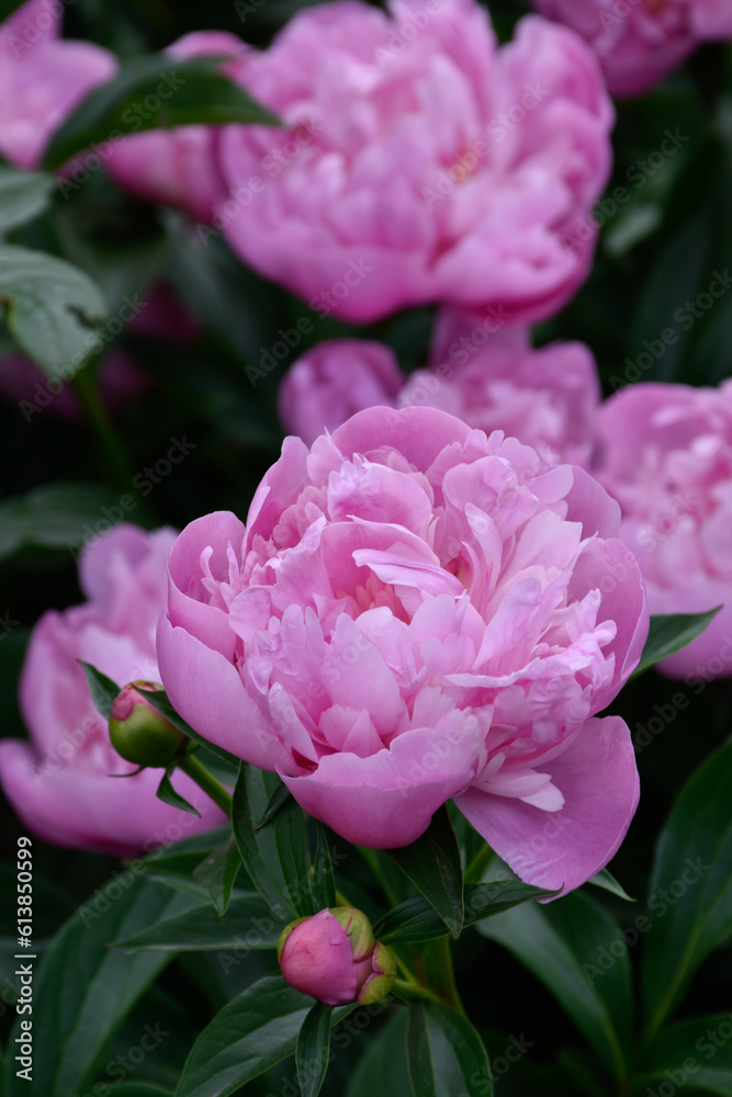 Pretty pink peonies flowers in moody garden, dark green leaves, fragrant flowery aroma, spring blossoms, blooming petals, lush flower bush.
