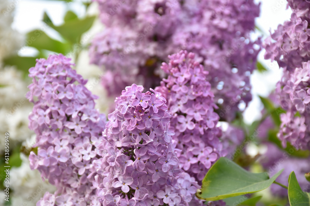 Lush purple lilac in spring garden at golden hour, green leaves, blooming tree, fragrant pretty flowers, tree branch.