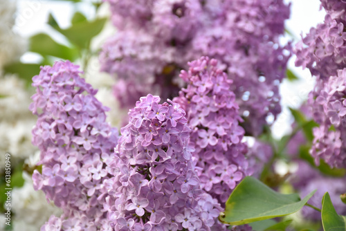 Lush purple lilac in spring garden at golden hour, green leaves, blooming tree, fragrant pretty flowers, tree branch.