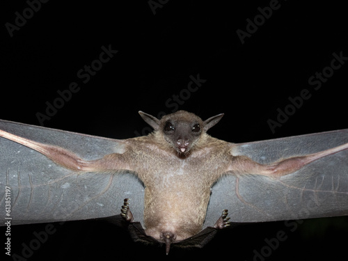 Hill long-tongued fruit bat