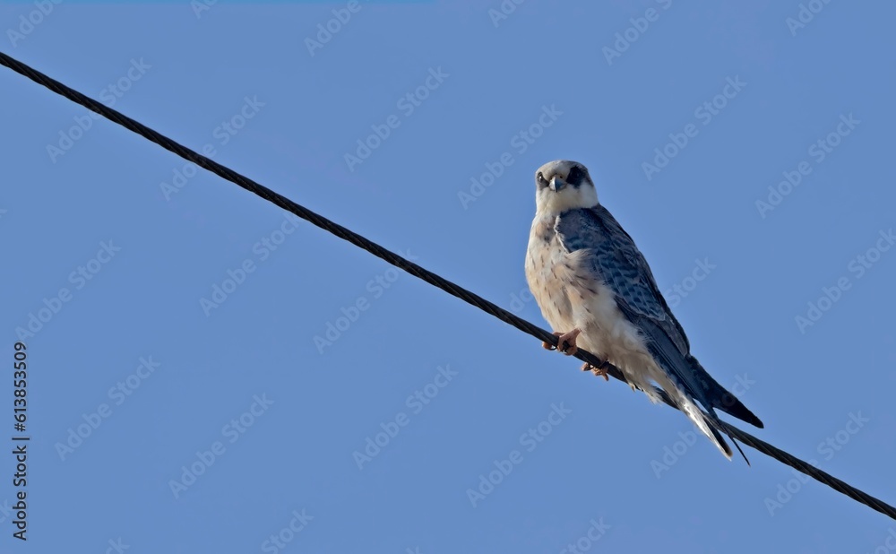 Red-footed Falcon (Falco vespertinus), Crete Red-footed Falcon (Falco vespertinus), Crete